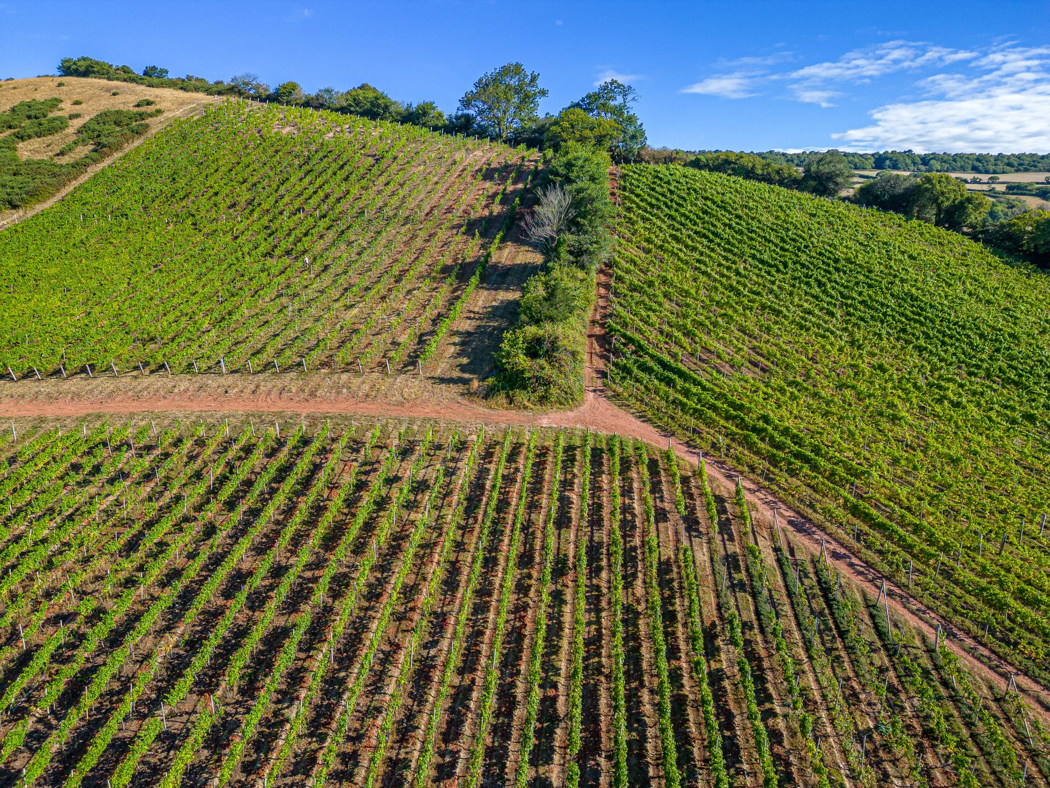 โอลด์ วอลล์ ไวน์ยาร์ด