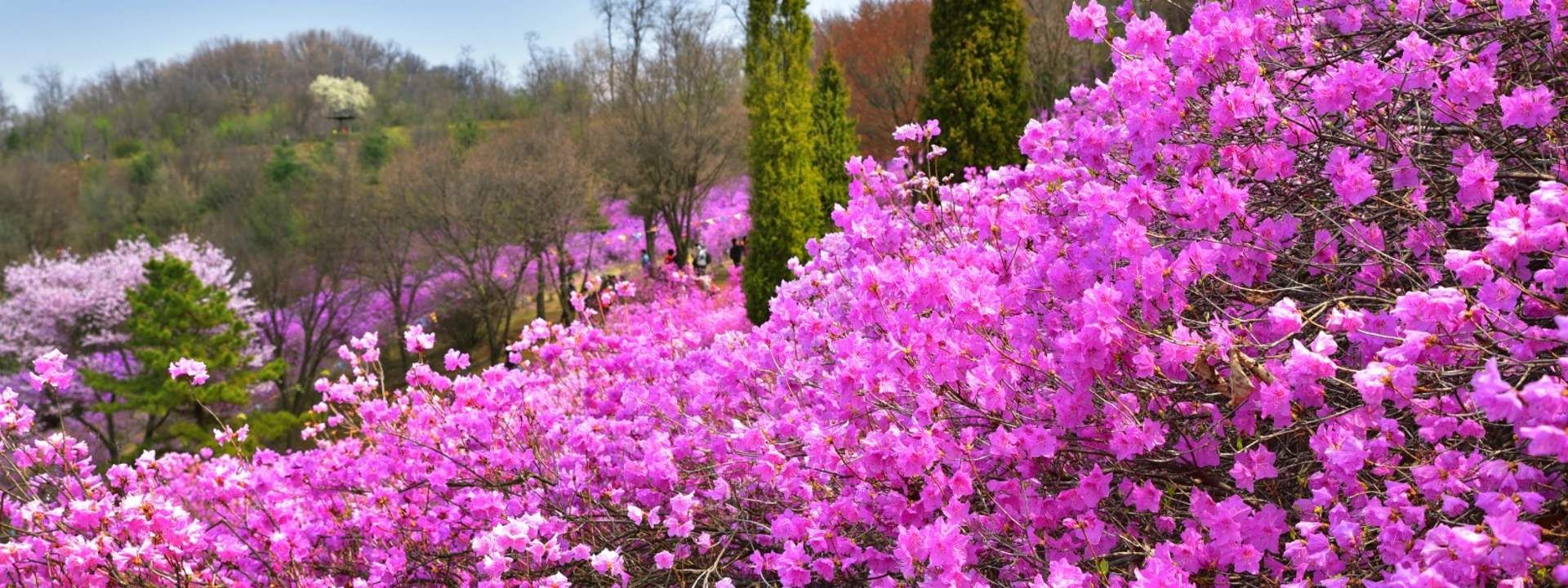 Wonmisan Azalea Festival and Ilsan Lake Park Cherry Blossoms Tour with Strawberry Picking Experience from Seoul