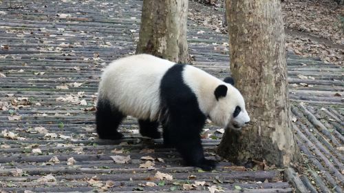 3-Day Classic Chengdu to Jiuzhaigou and Huanglong Private Tour: Giant Panda Breeding Research Base (Xiongmao Jidi), Kuanzhai Alley, Pearl Shoal Waterfalls