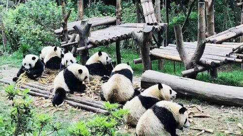 4-Hour Private Trip to Chengdu Giant Panda Research Center