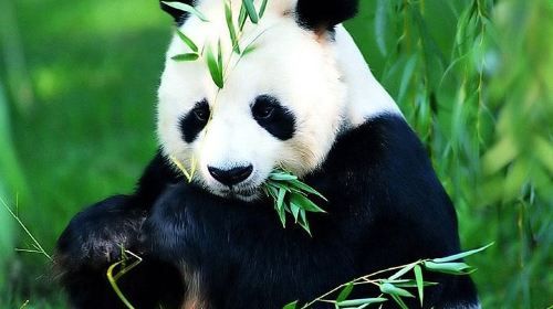 Beijing Lama Temple, Panda Garden and Ancient Altar Private One Day Tour