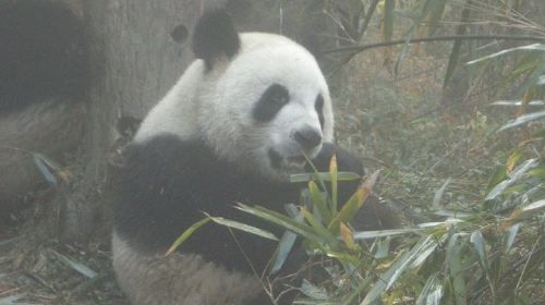 Chengdu Panda Base and Drop off Chengdu Railway Station Day Tour