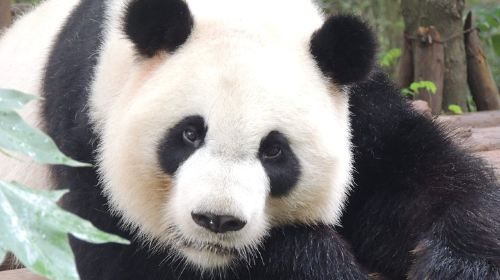 Chengdu Panda Base Day Trip from Beijing by Air plus Martial Marquis Temple