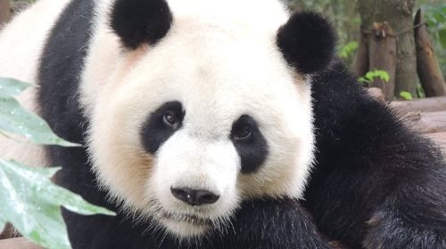 Chengdu Panda Base Day Trip from Shanghai by Air plus Martial Marquis Temple