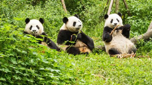 Chengdu Panda Breeding center and Leshan Buddha Day Tour