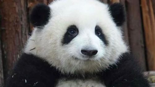 Chengdu Panda breeding center Sanxindui civil relics day trip