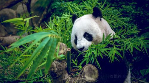 Chengdu Private Day Tour to Chengdu Panda Base & City Highlights Visiting