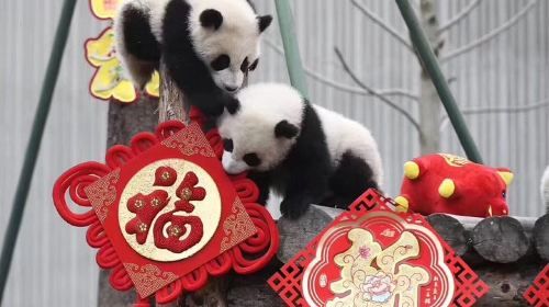 Chengdu Private Day Tour: Du jiang yan Panda Base and Qingcheng Mountain