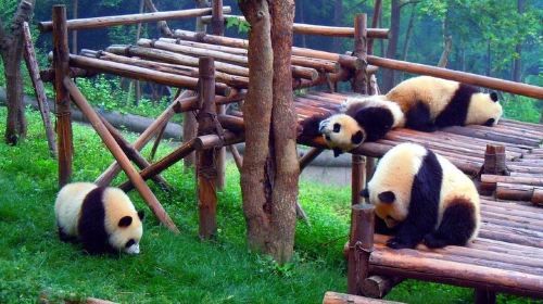 Chengdu Private Day Tour: Panda Breeding Base and Leshan Buddha with Lunch
