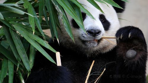 Chengdu Private Day Tour: People's Park, Research Base of Giant Panda