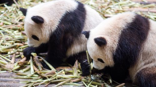 Chengdu Private Half Day Tour to Panda Breeding Center Tour with Optional Volunteer