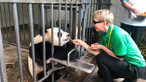Dujiangyan Panda Base Volunteer Experience Trip