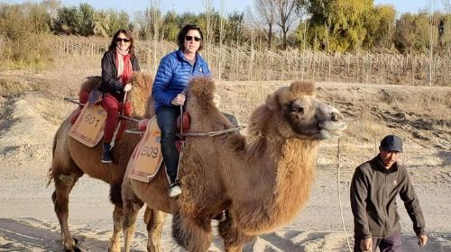 Dunhuang Private Camel Riding in the Gobi Desert