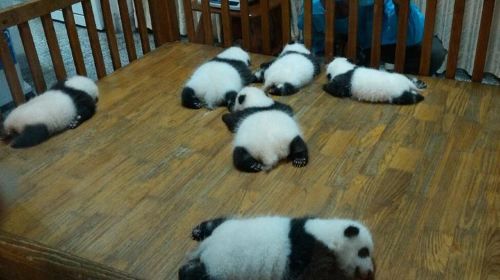 Everything Panda Private Day Tour in Chengdu