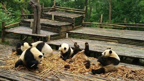 ทัวร์ศูนย์อนุรักษ์แพนด้ายักษ์ (Giant Panda Base) และพระใหญ่เล่อซาน (Leshan Buddha) จากเฉิงตู (Chengdu)