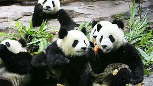 Guangzhou Chimelong Safari Park Private Guided Tour