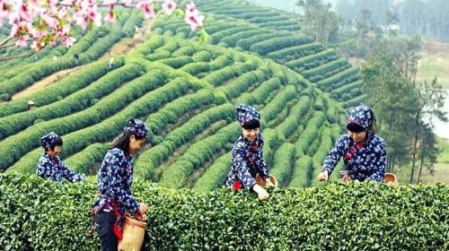 ทัวร์ส่วนตัวครึ่งวันเมืองหางโจวพร้อมหมู่บ้านชาเขียวและวัดหลิงหยิน