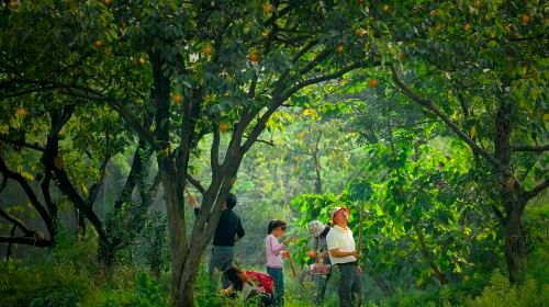 ทัวร์ส่วนตัวครึ่งวันอุทยานพื้นที่ชุ่มน้ำซีซีหางโจวพร้อมล่องเรือ
