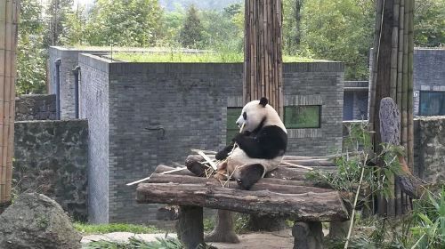 Private Chengdu Panda Base Day Tour by Round-way Flight from Guangzhou