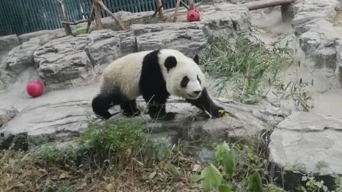 Private Chengdu Panda Base Day Tour by Round-way Flight from Shenzhen