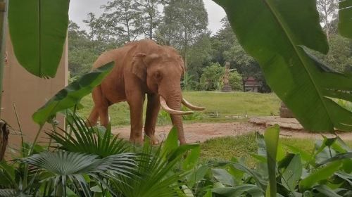 Private Family Day Tour in Guangzhou to Grandview Aquarium and Guangzhou Zoo