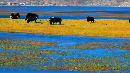 Private Shangri-La Tour: Potatso National Park, Baiji Temple