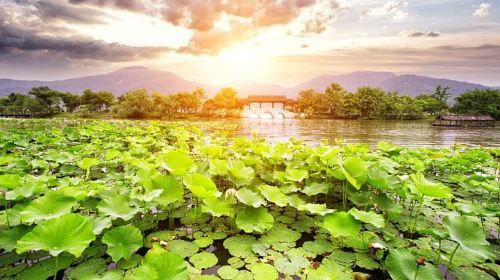 ทัวร์ส่วนตัว: สำรวจความงามของทะเลสาบตะวันตก และไร่ชาในหางโจว