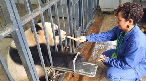 กิจกรรมอาสาสมัครส่วนตัวที่ศูนย์อนุรักษ์แพนด้าตู้เจียงเยี่ยน 1 วัน พร้อมอาหารกลางวัน