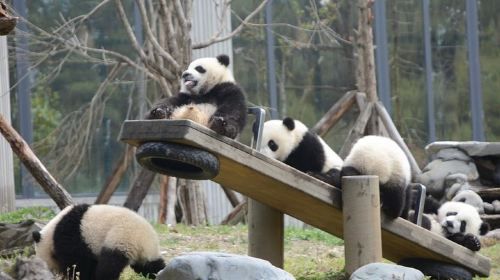 ทัวร์ส่วนตัว 1 วัน ฐานแพนด้าโวหลง พร้อมตัวเลือกกิจกรรมเสริม