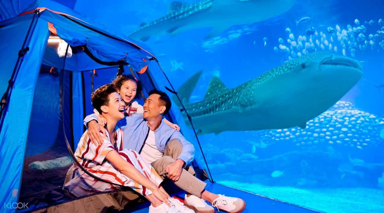 Chimelong Ocean Kingdom - Ocean Sleepover at Zhuhai Chimelong Penguin Hotel