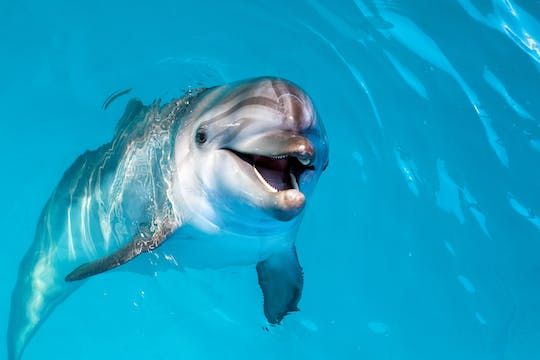 Dolphin dip and play at Atlantis Dubai