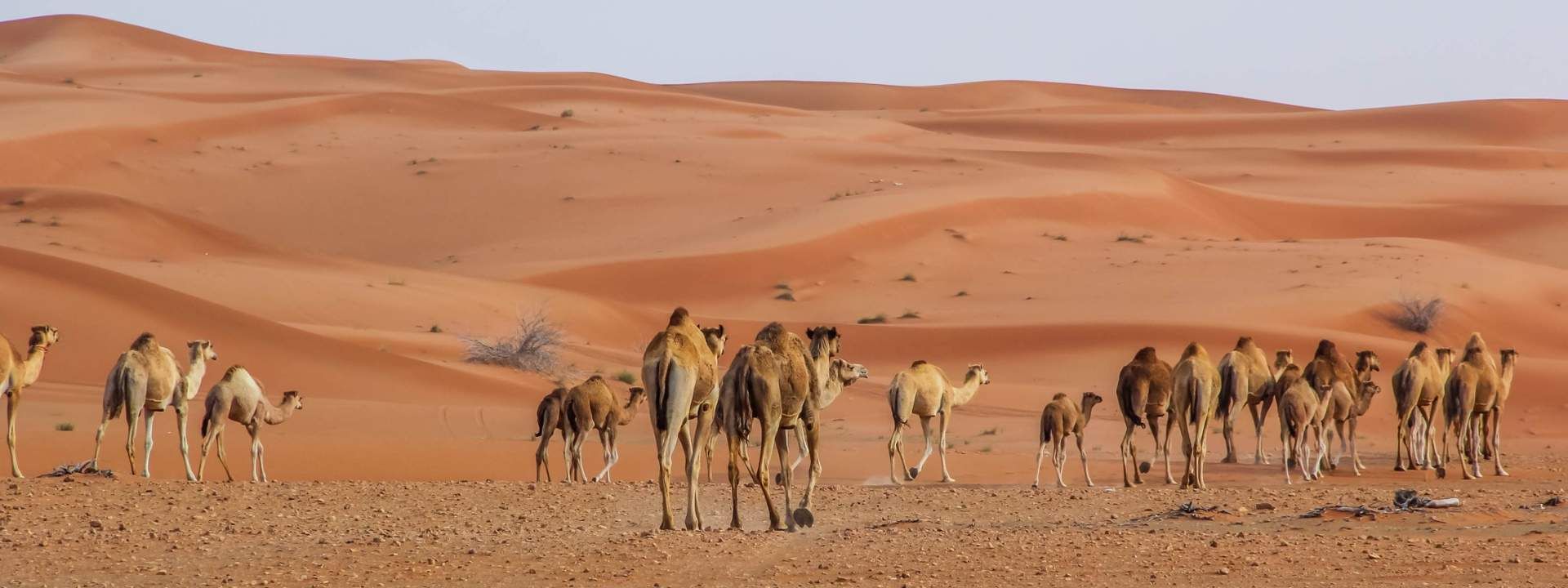 Dubai Desert Safari Experience with Buffet Dinner