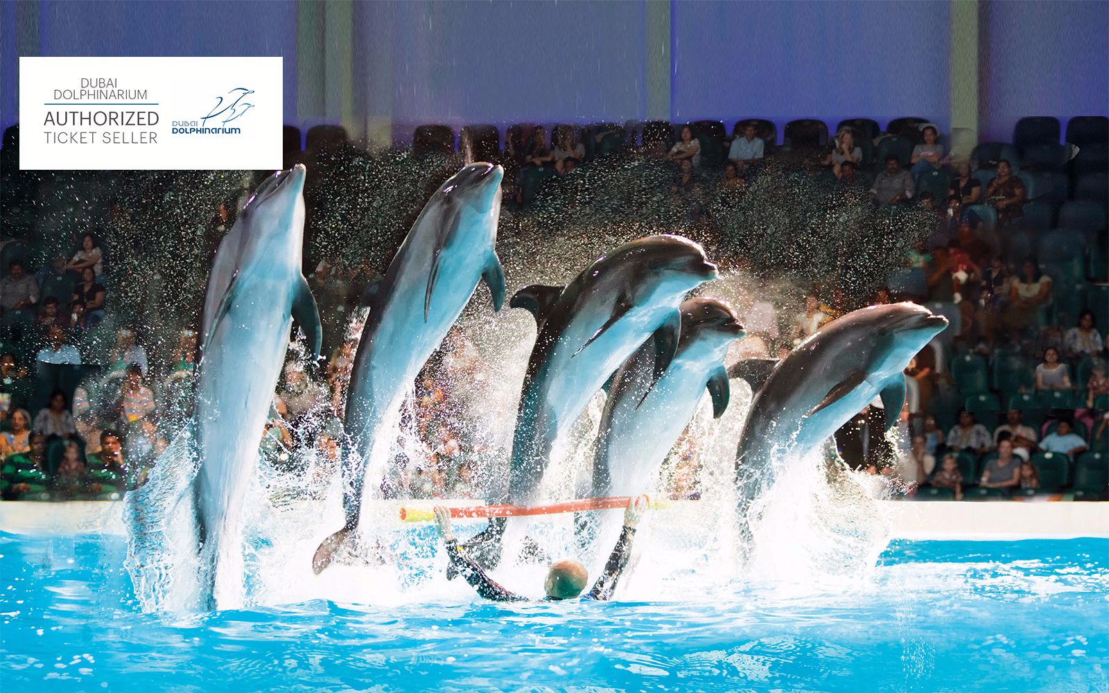Dubai Dolphinarium: Dolphin & Seal Show