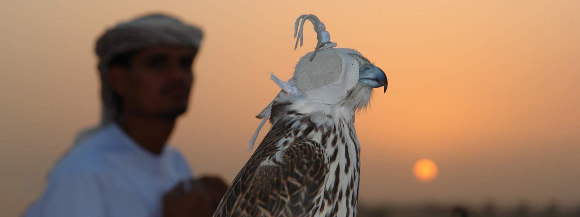 Morning Desert Safari Tour