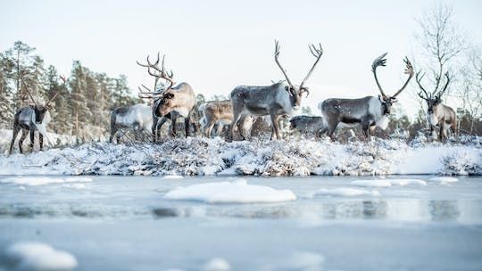 Day trip to Ranua Zoo with husky farm and reindeer farm visit