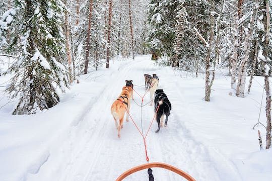 Family tour - Levi winter highlights by snowmobile