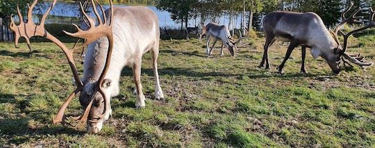 Summer tour to a reindeer farm and husky park