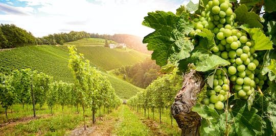 Day tour in Burgundy with 10 wines tasting at local wineries