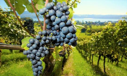 Full-day wine tour in the Medoc region