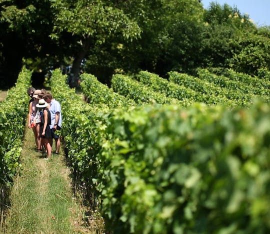 Half-day wine tour of the Medoc