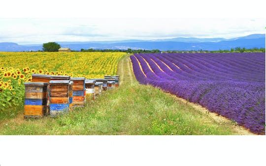 Lavender fields morning tour from Aix en Provence
