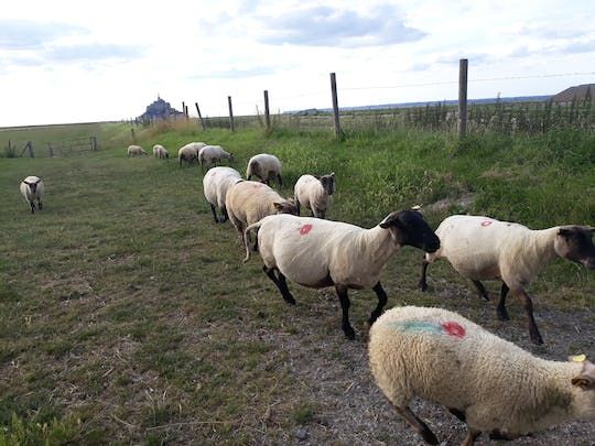 Private guided tour of Mont-Saint-Michel from Bayeux or Caen