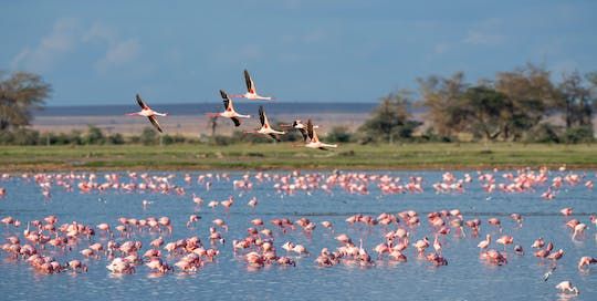 Private tour of the Camargue nature reserve