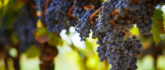 Private winery and St Paul de Vence tour