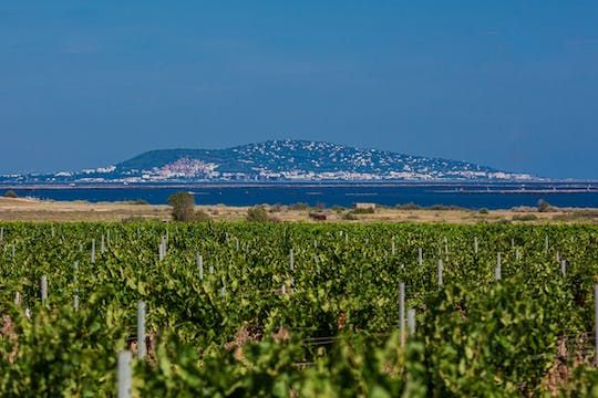 Small-group wine tasting tour from Sète