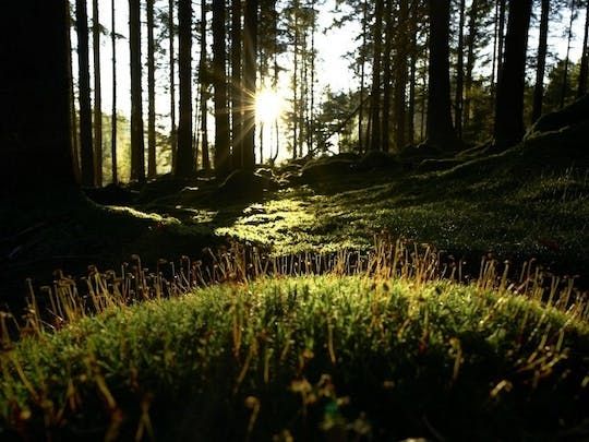 Immersion into the forest guided walking tour in Neuschönau