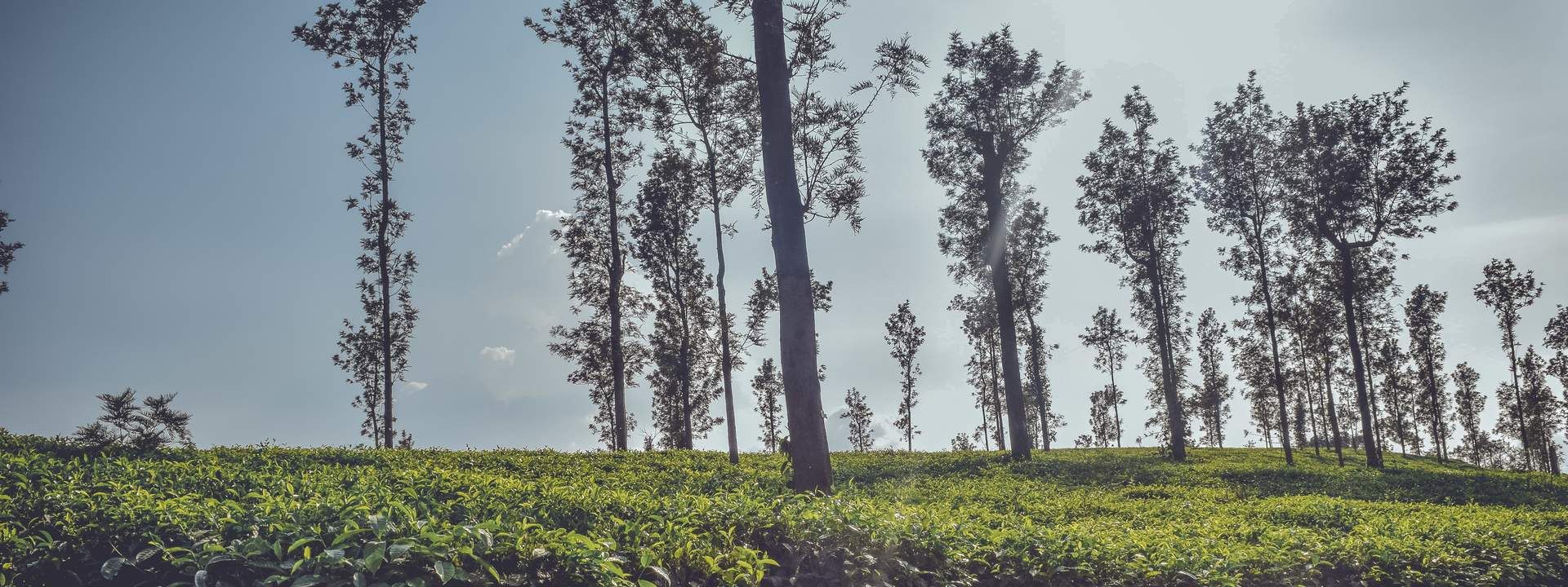 Cycling Tour To Iruppu Waterfalls And Tea Estates Of Coorg