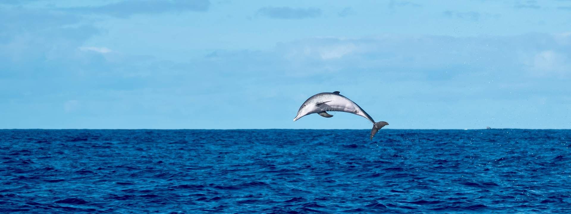 Dolphin Spotting Tour