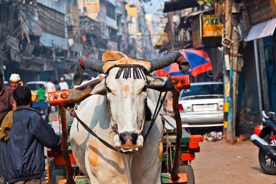Full-day heritage walking tour with lunch and shopping in Delhi