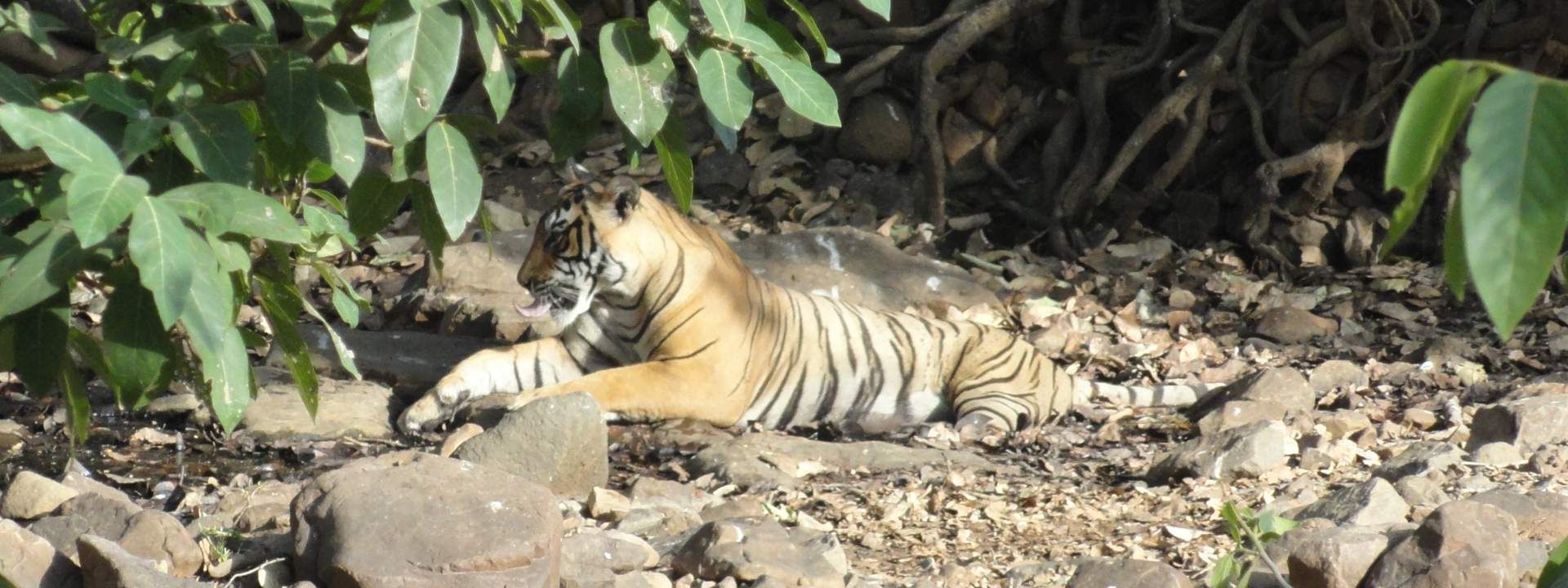 Jeep Safari Experience at Ranthambore National Park from Jaipur